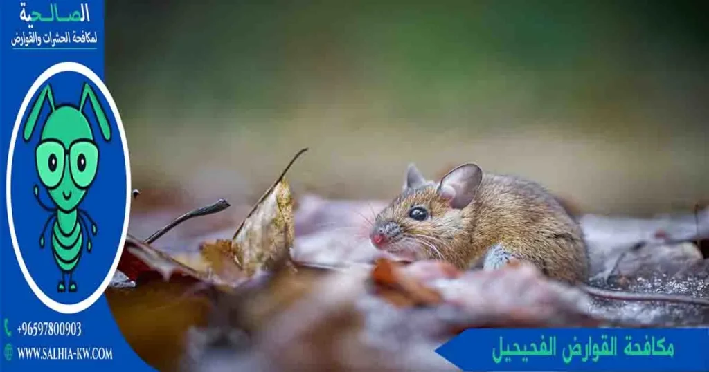 مكافحة القوارض الفحيحيل
مكافحة الفئران الفحيحيل
