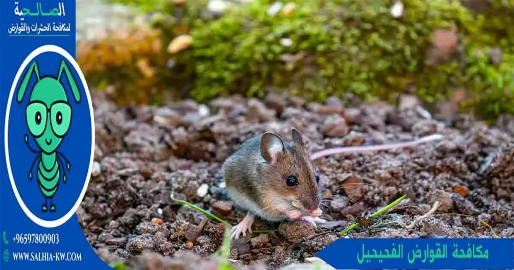 مكافحة القوارض الفحيحيل
مكافحة الفئران الفحيحيل