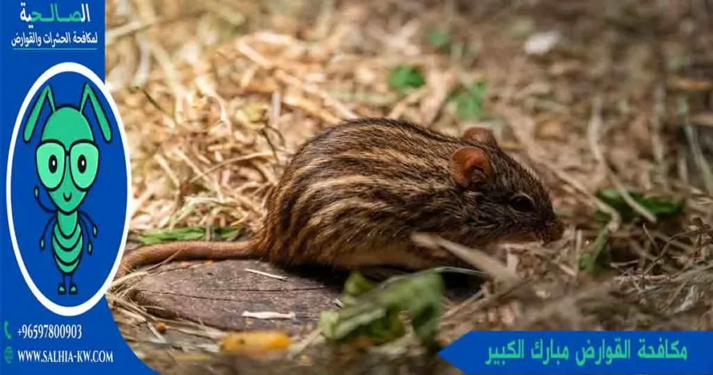 مكافحة القوارض مبارك الكبير
