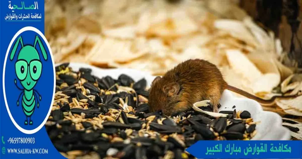 مكافحة القوارض مبارك الكبير