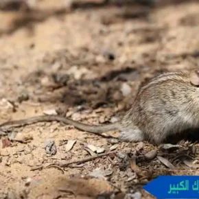 مكافحة القوارض مبارك الكبير