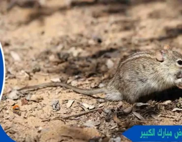 مكافحة القوارض مبارك الكبير