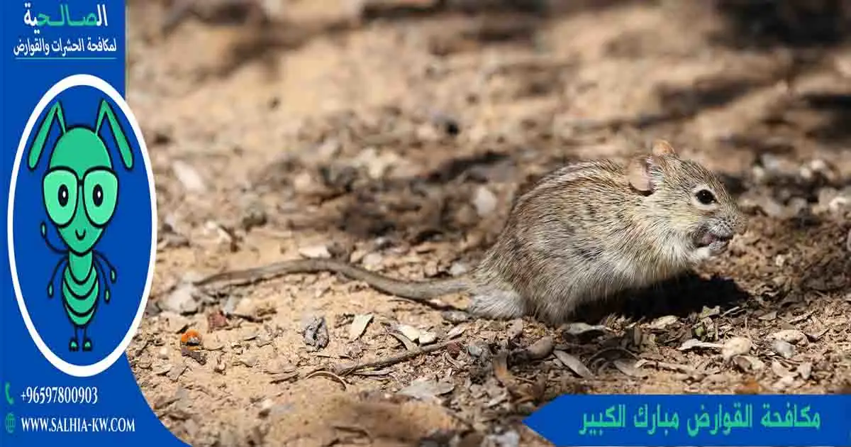 مكافحة القوارض مبارك الكبير