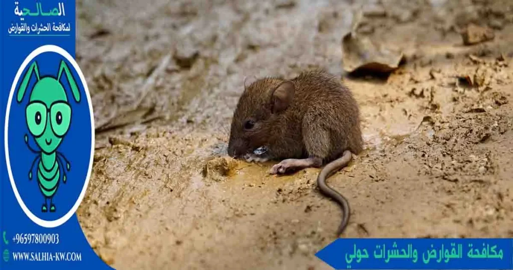 مكافحة القوارض والحشرات حولي 
مكافحة حشرات وقوارض حولي
شركة مكافحة قوارض حولي