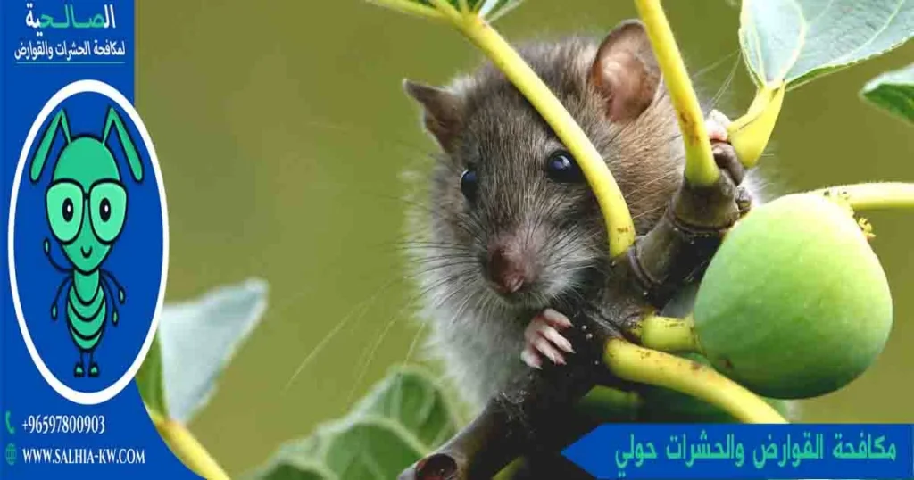مكافحة القوارض والحشرات حولي 
مكافحة حشرات وقوارض حولي
شركة مكافحة قوارض حولي