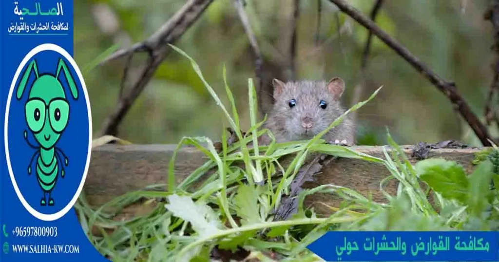 مكافحة القوارض والحشرات حولي 
مكافحة حشرات وقوارض حولي
شركة مكافحة قوارض حولي
