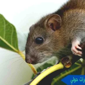 مكافحة القوارض والحشرات حولي مكافحة حشرات وقوارض حولي شركة مكافحة قوارض حولي