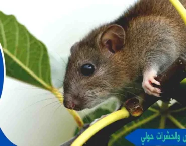 مكافحة القوارض والحشرات حولي مكافحة حشرات وقوارض حولي شركة مكافحة قوارض حولي