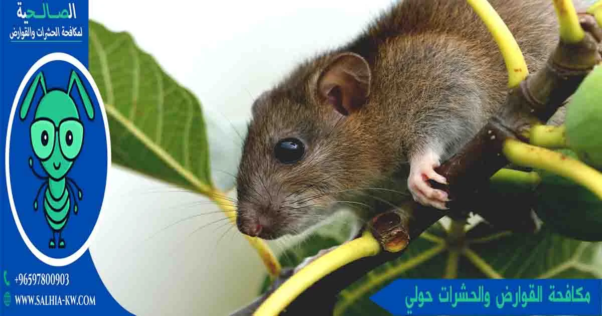 الصالحية لخدمات مكافحة القوارض والحشرات حولي