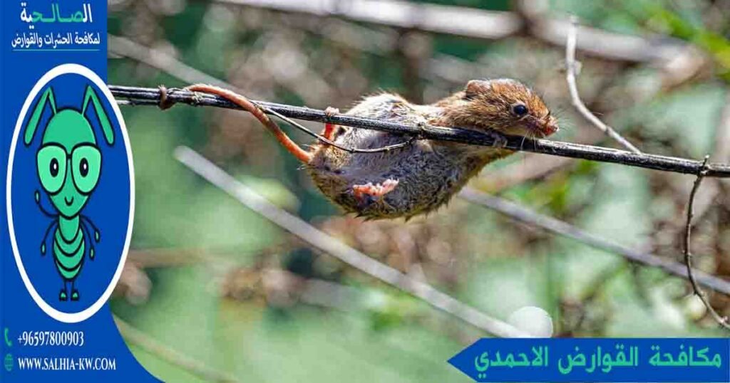 مكافحة القوارض الاحمدي
مكافحة قوارض الاحمدي