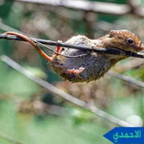 مكافحة القوارض الاحمدي