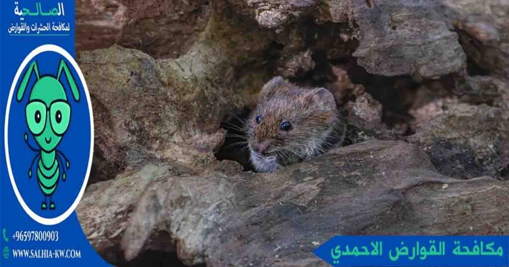 مكافحة القوارض الاحمدي
مكافحة قوارض الاحمدي
