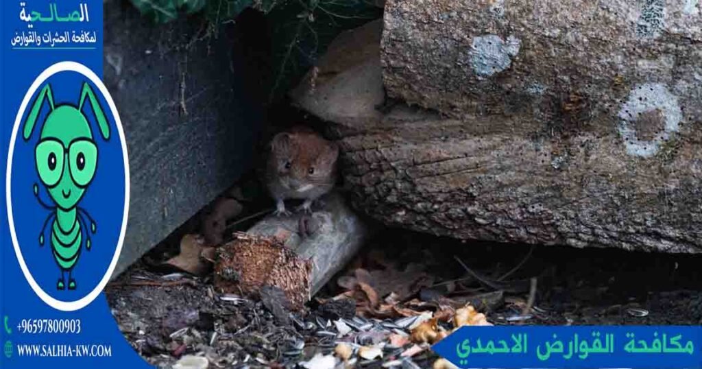مكافحة القوارض الاحمدي
مكافحة قوارض الاحمدي