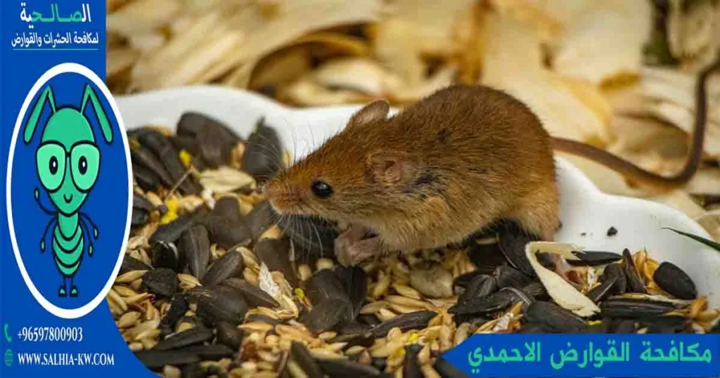 مكافحة القوارض الاحمدي