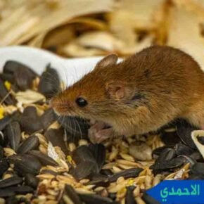 مكافحة القوارض الاحمدي مكافحة قوارض الاحمدي