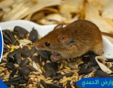 مكافحة القوارض الاحمدي مكافحة قوارض الاحمدي