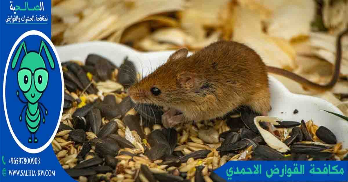 أفضل شركة مكافحة القوارض الاحمدي: حماية تامة لمنزلك من الحشرات والقوارض