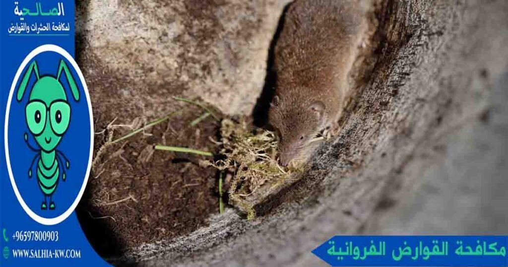 مكافحة القوارض الفروانية
مكافحة الفئران الفروانية