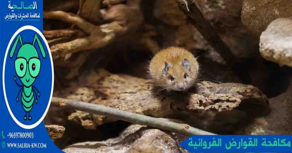 مكافحة القوارض الفروانية
مكافحة الفئران الفروانية