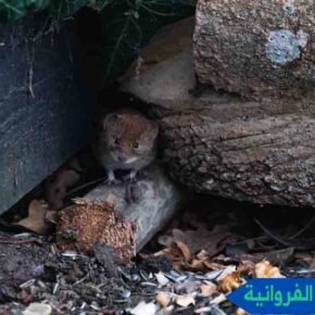 مكافحة القوارض الفروانية مكافحة الفئران الفروانية