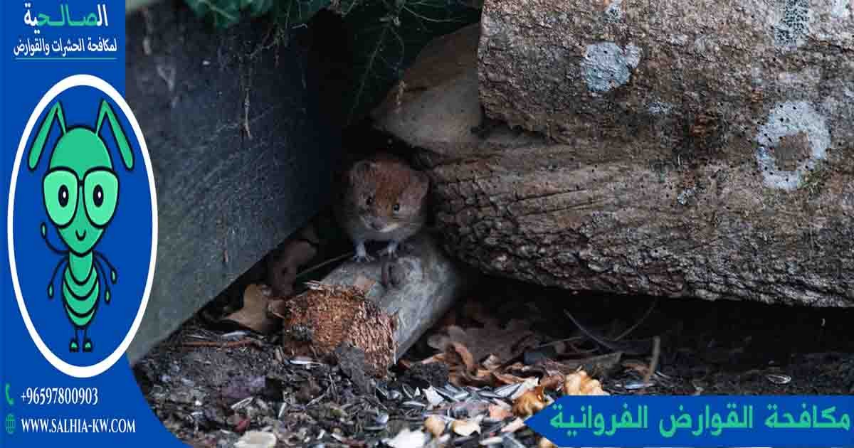 شركة مكافحة القوارض الفروانية: تخلص نهائياً من الفئران والحشرات بأمان