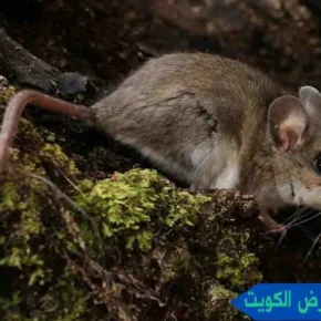 شركة مكافحة القوارض الكويت مكافحة قوارض شركة مكافحة القوارض شركه مكافحة قوارض