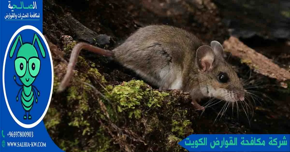 شركة مكافحة القوارض الكويت