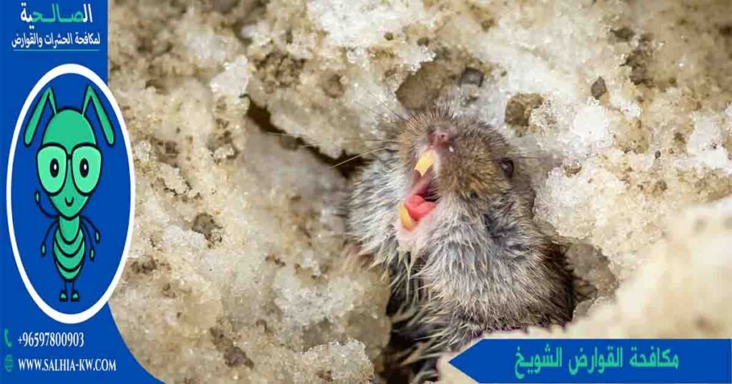 مكافحة القوارض الشويخ