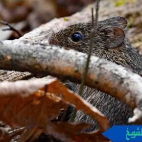 مكافحة القوارض الشويخ