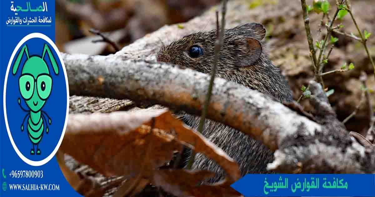 مكافحة القوارض الشويخ