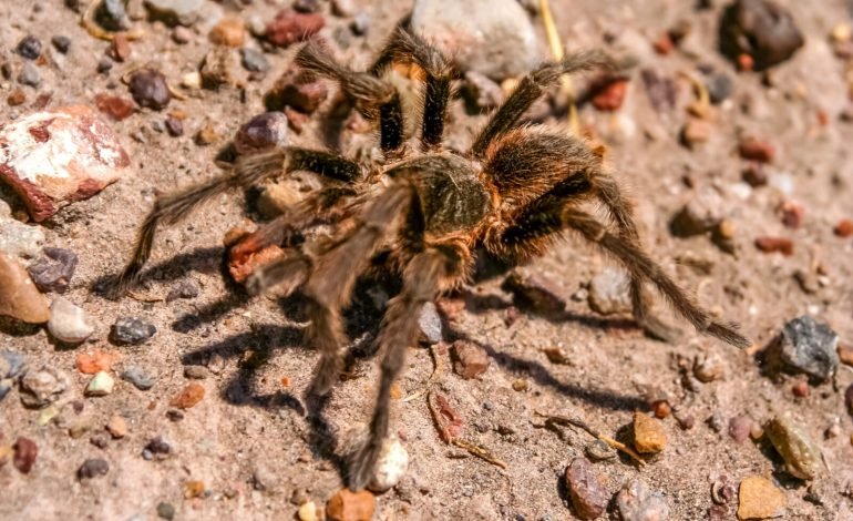 طريقة مكافحة العناكب